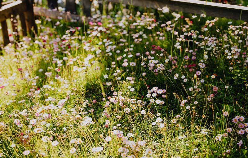 Wildflowers growing in the corner of the garden